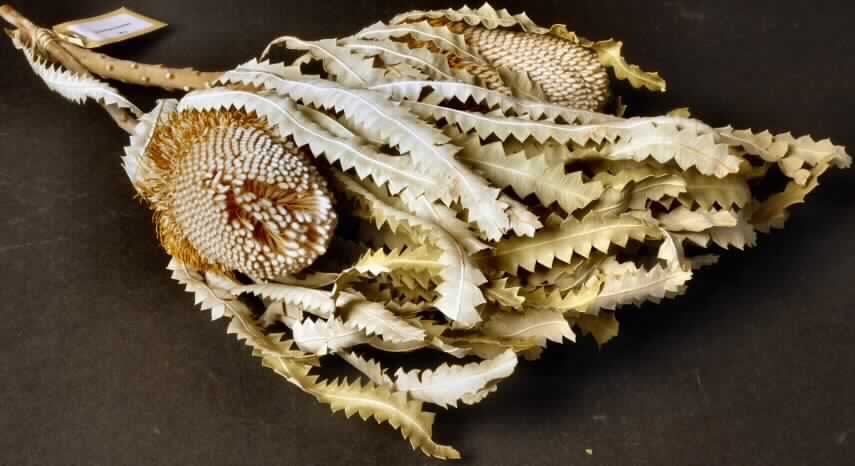 Getrocknete Blütenstände von Banksia prionotes

Ein Warenmuster lag vor.

Getrockneter, verholzter, brauner Zweig mit langen, schmalen, blassgrünen, lanzettartigen, gezähnten Blättern und einem zapfenartigen Blütenstand (Länge ca. 13 cm; Durchmesser ca. 6 cm) mit vielen schlanken, beigefarbenen Einzelblüten; Gesamtlänge ca. 40 cm.

Getrocknete Blütenstände von Banksia prionotes werden üblicherweise vom Blumenhandel zu Zierzwecken geliefert.

Blütenstände von Banksia prionotes, geschnitten, zu Binde- und Zierzwecken, getrocknet