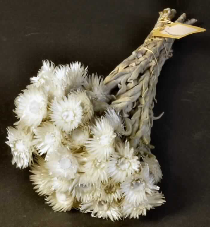 Getrocknete Blütenstände von Helichrysum vestitum

Ein Warenmuster lag vor.

Verholzte, getrocknete und bestielte, creme- bis blassgrünfarbene Blütenstände von Helichrysum vestitum; Länge insgesamt ca. 35 cm.

Getrocknete Blütenstände von Helichrysum vestitum werden üblicherweise vom Blumenhandel zu Zierzwecken geliefert.

Blütenstände von Helichrysum vestitum, geschnitten, zu Binde- und Zierzwecken, getrocknet