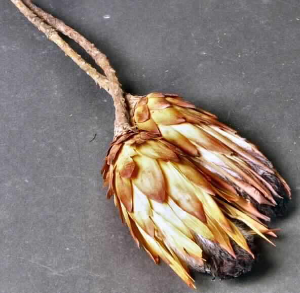 Getrocknete Blütenstände von Protea longifolia

Ein Warenmuster lag vor.

Verholzte, getrocknete und bestielte, braungelb bis rot gefärbte Blütenstände von Protea longifolia; 
Länge ca. 14 cm, mit Stiel ca. 41 cm.

Getrocknete Blütenstände von Protea longifolia werden üblicherweise vom Blumenhandel zu 
Zierzwecken geliefert.

Blütenstände von Protea longifolia, geschnitten, zu Binde- und Zierzwecken, getrocknet