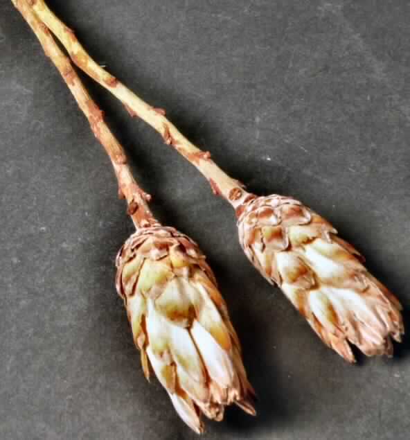 Getrocknete Blütenstände von Protea compacta

Ein Warenmuster lag vor.

Verholzte, getrocknete und bestielte, beige bis orangerot gefärbte Blütenstände von Protea compacta; Länge ca. 9 cm, mit Stiel ca. 34 cm.

Getrocknete Blütenstände von Protea compacta werden üblicherweise vom Blumenhandel zu Zierzwecken geliefert.

Blütenstände von Protea compacta, geschnitten, zu Binde- und Zierzwecken, getrocknet