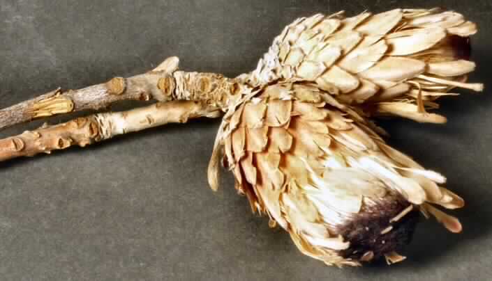 Getrocknete Blütenstände von Protea lorifolia

Ein Warenmuster lag vor.

Verholzte, getrocknete und bestielte, hellbraun bis violett gefärbte Blütenstände von Protea lorifolia; 
Länge ca. 7 cm, mit Stiel ca. 24 cm.

Getrocknete Blütenstände von Protea lorifolia werden üblicherweise vom Blumenhandel zu 
Zierzwecken geliefert.

Blütenstände von Protea lorifolia, geschnitten, zu Binde- und Zierzwecken, getrocknet