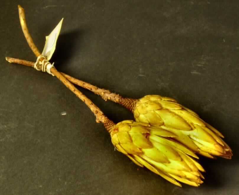 Getrocknete Blütenstände von Protea Repens

Ein Warenmuster lag vor.

Verholzte, getrocknete und bestielte, gelb gefärbte Blütenstände von Protea Repens; 
Länge ca. 13 cm, mit Stiel ca. 31 cm.

Getrocknete Blütenstände von Protea Repens werden üblicherweise vom Blumenhandel zu Zierzwecken geliefert.

Blütenstände von Protea Repens, geschnitten, zu Binde- und Zierzwecken, getrocknet