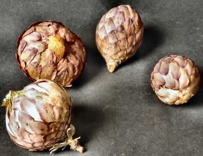 Getrocknete Blütenstände von Protea sulphurea

Ein Warenmuster lag vor.

Verholzte, getrocknete, kurzstielige, braun bis violett gefärbte Blütenstände von Protea sulphurea; Länge ca. 5,5 cm, teilweise mit Stiel bis zu ca. 2 cm.

Getrocknete Blütenstände von Protea sulphurea werden üblicherweise vom Blumenhandel zu Zierzwecken geliefert.

Blütenstände von Protea sulphurea, geschnitten, zu Binde- und Zierzwecken, getrocknet