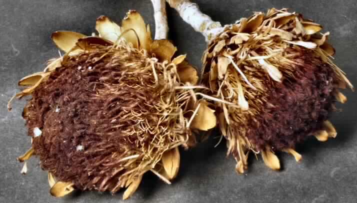 Getrocknete Blütenstände von Protea lorifolia

Ein Warenmuster lag vor.

Verholzte, getrocknete und bestielte, hellbraun bis violett gefärbte Blütenstände von Protea lorifolia; 
Länge ca. 7 cm, mit Stiel ca. 23 cm.

Getrocknete Blütenstände von Protea lorifolia werden üblicherweise vom Blumenhandel zu 
Zierzwecken geliefert.

Blütenstände von Protea lorifolia, geschnitten, zu Binde- und Zierzwecken, getrocknet