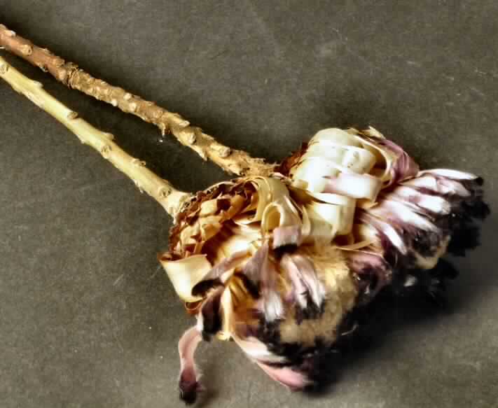 Getrocknete Blütenstände von Protea neriifolia

Ein Warenmuster lag vor.

Verholzte, getrocknete und bestielte, braun bis violett gefärbte Blütenstände von Protea neriifolia; 
Länge ca. 7 cm, mit Stiel ca. 40 cm.

Getrocknete Blütenstände von Protea neriifolia werden üblicherweise vom Blumenhandel 
zu Zierzwecken geliefert.

Blütenstände von Protea neriifolia, geschnitten, zu Binde- und Zierzwecken, getrocknet