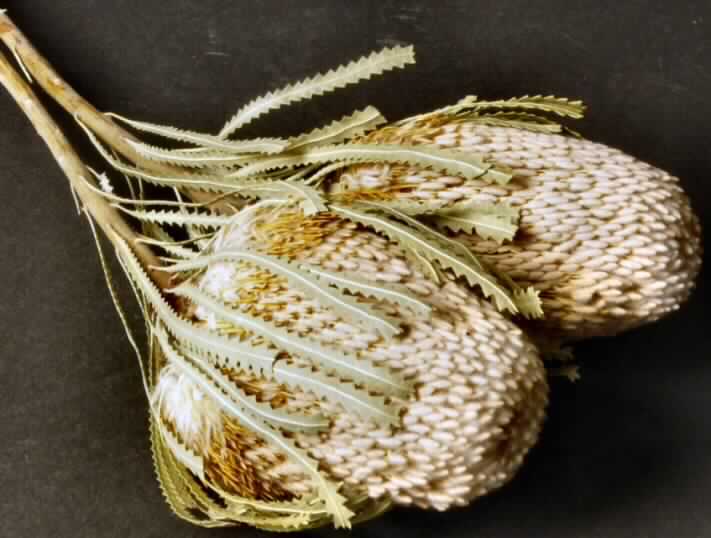 Getrocknete Blütenstände von Banksia hookerana

Ein Warenmuster lag vor.

Getrockneter, verholzter, brauner Zweig mit schmalen, blassgrünen, lanzettartigen, gezähnten Blättern (Länge ca. 12 cm) und einem zapfenartigen Blütenstand (Länge ca. 10 cm; Durchmesser ca. 6 cm) mit vielen schlanken, beigefarbenen Einzelblüten; Gesamtlänge ca. 40 cm.

Getrocknete Blütenstände von Banksia hookerana werden üblicherweise vom Blumenhandel zu Zierzwecken geliefert.

Blütenstände von Banksia hookerana, geschnitten, zu Binde- und Zierzwecken, getrocknet