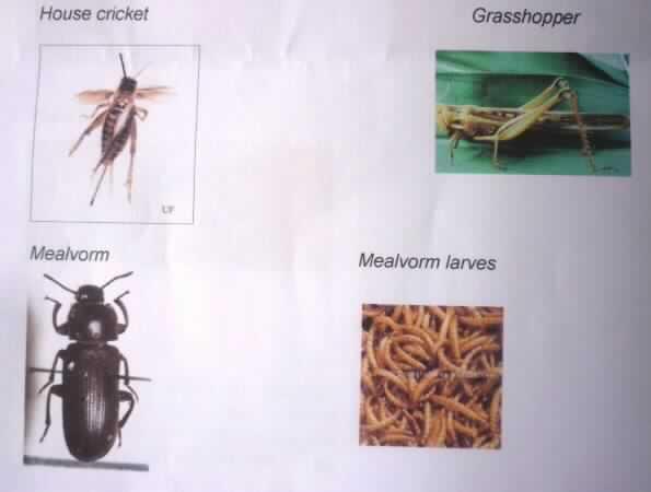 Geröstete Insekten

Vertrauliche Angaben zur Zusammensetzung und ein Muster des vorgesehenen Verpackungsaufdrucks lagen vor. 
Aufdruck (auszugsweise): 
Vorderseite: "Geröstete Insektenmischung"
Rückseite: "Verzehrhinweis: Wir empfehlen die Insekten pur oder mit einem Chili Dip zu genießen. Ideal zum 
kühlen Bier. Die Zuchtinsekten werden nach dem Sammeln gesäubert, dehydriert, geröstet und anschließend 
unter Sauerstoff- und Feuchtigkeitsentzug vakuumverpackt. Die Insekten sind zum sofortigen Verzehr geeignet. 
Zutaten: Bambuswurmlarven, Seidenlarven, Grillen, Heuschrecken, Mistkäfer, Öl, Salz

Genießbare Waren tierischen Ursprungs, anderweit weder genannt noch inbegriffen; kein Erzeugnis der Position 
0511, da diese nur die ungenießbaren Waren tierischen Ursprungs erfasst; kein Futtermittel der Position 2309, 
da das Erzeugnis als Lebensmittel aufgemacht ist; kein Erzeugnis der Pos 1602, da Insekten nicht als Fleisch/
Schlachtnebenerzeugnisse des Kap 02 anzusprechen sind.