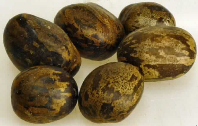 Nach den Antragsangaben und der vorgelegten Warenprobe handelt es sich um bis zu 2,5 cm große, braune, getrocknete Samen des Kautschukbaumes (Hevea brasiliensis, hier bezeichnet als Gummibaum). Die Samen sind in einer Kunststoffbox mit Schleifenband verpackt und sind zur Dekoration in der Weihnachtszeit bestimmt.

Zolltarifrechtlich handelt es sich bei Samen des Kautschukbaumes um Forstsamen.