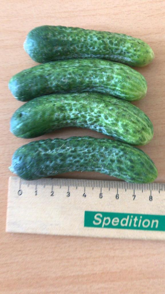 Gurken, zur Verarbeitung.

Frische, grüne, leicht gekrümmte Gurken mit höckerig-warziger Oberfläche; zur industriellen Verarbeitung, in drei Sortierungen:
4 - 7 cm (ca 70 - 80 Stück / kg),
5 - 8 cm (42 - 48 Stück / kg),
6 - 9 cm (32 - 38 Stück / kg). 

Gurken, frisch oder gekühlt, zur Verarbeitung bestimmt, kleine Gurken mit einer Länge von 15 cm oder weniger.