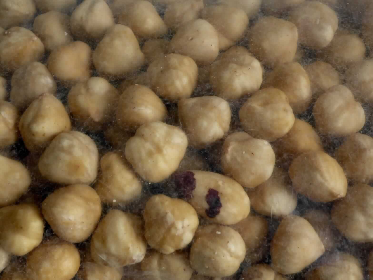 Haselnüsse, geröstet.

Antragsangaben (als zutreffend unterstellt): Haselnusskerne, geröstet. Aufmachung: in Säcken mit einem Nettogewicht von deutlich mehr als 1 kg.

Beschaffenheit des vorgelegten Warenmusters: beigefarbene, ganze Haselnusskerne ohne Schale, ohne Samenhaut, mit deutlicher Braunfärbung im Kern. Geruch/Geschmack: nussig, aromatisch, mit Röstnote.

Früchte, Nüsse und andere genießbare Pflanzenteile, in anderer Weise zubereitet oder haltbar gemacht, auch mit Zusatz von Zucker, anderen Süßmitteln oder Alkohol, anderweit weder genannt noch inbegriffen, Schalenfrüchte, Erdnüsse und andere Samen, auch miteinander vermischt, andere, einschließlich Mischungen, in unmittelbaren Umschließungen mit einem Gewicht des Inhalts von mehr als 1 kg, keine tropischen Nüsse, andere, Haselnüsse.