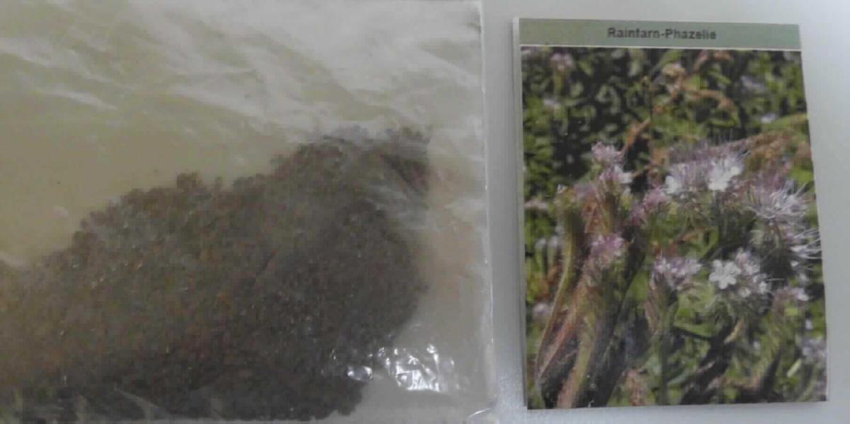 Nach den Angaben der Antragstellerin und dem vorgelegten Warenmuster handelt es sich um getrocknete Samen von Pflanzen der Art Phacelia tanacetifolia, die zur Aussaat bestimmt sind. Pflanzen der Art Phacelia tanacetifolia werden hauptsächlich zur Gründüngung von Feldern verwendet. Samen von Futterpflanzen im Sinne der Kombinierten Nomenklatur liegen nicht vor.

Zolltarifrechtlich handelt es sich um "Samen, zur Aussaat, andere als in den Unterpositionen (HS) 1209 10 bis 1209 91 genannt, keine Forstsamen, andere als in der Codenummer 1209 9991 00 0 genannt".