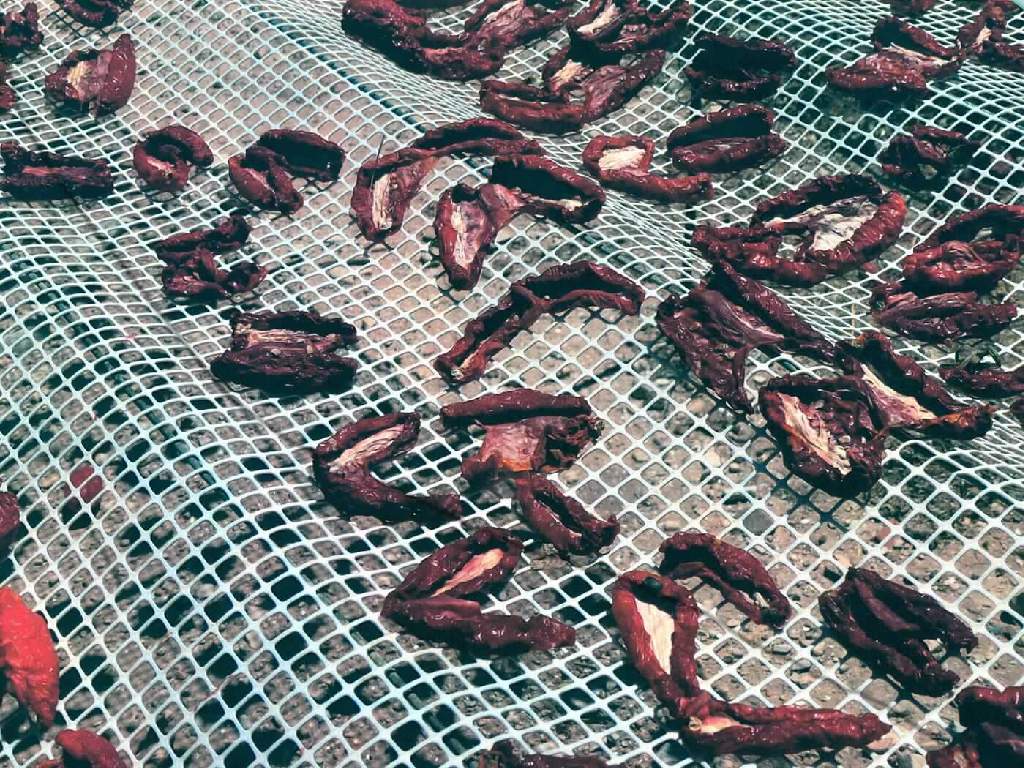 Tomaten, getrocknet und gesalzen.

Antragsangaben (als zutreffend unterstellt): Tomaten, getrocknet. Herstellungsverfahren: frische Tomaten werden gewaschen und gereinigt, anschließend aufgeschnitten und gesalzen. Danach Trocknung für 2 - 4 Tage in der Sonne und Verpacken in 10 kg Gebinde. Für den Einzelverkauf sind kleinere Verpackungen vorgesehen. 
Salzgehalt 9 - 18 %. 

Beschaffenheit des vorgelegten Warenmusters: rote, getrocknete, salzig und arttypisch schmeckende, unmittelbar genießbare Tomatenhälften mit Schale.

Aufgrund des Salzzusatzes ist eine Einreihung der Ware in das Kapitel 7 der KN ausgeschlossen.

Tomaten, anders als mit Essig oder Essigsäure zubereitet oder haltbar gemacht, ganz oder in Stücken, nicht geschält.