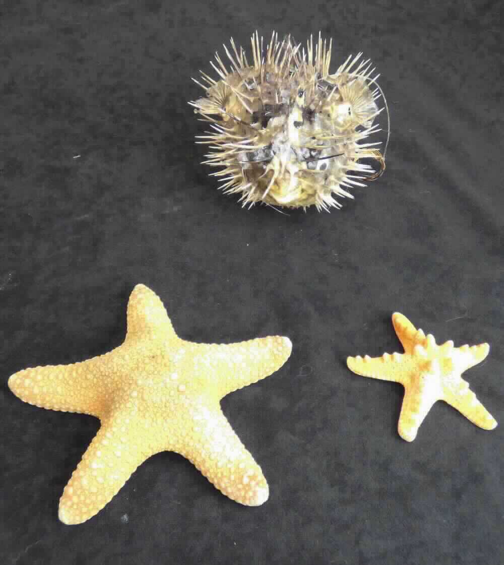 Bei der als "Dekofisch" bezeichneten Ware handelt es sich um einen leeren, ca. 18 cm langen Igelfisch der Art Tetraodontiformes, welcher durch das Lackieren der Außenseite und das Zukleben der Augenhöhlen eine weitergehende Bearbeitung als das Reinigen oder einfache Zerteilen erfahren hat. 
Die Ware ist mit zwei aufgeklebten Augen versehen und wird zu Dekorationszwecken an einer Schnur aufgehängt.

Die Ware ist als "Ware aus tierischen Schnitzstoffen, andere als aus Elfenbein" einzureihen.