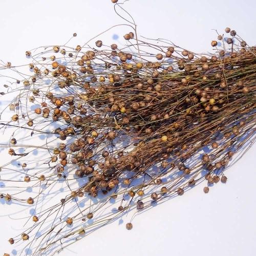 Flachs, Foto siehe Anlage,
- laut Antrag 50 g, in einem Polybeutel verpackt,
- roh bzw. geröstet,
- stellt sich nicht als Ware der Position 1204 dar, da es sich nicht lediglich um die Samen handelt.

"Flachs, roh oder geröstet"