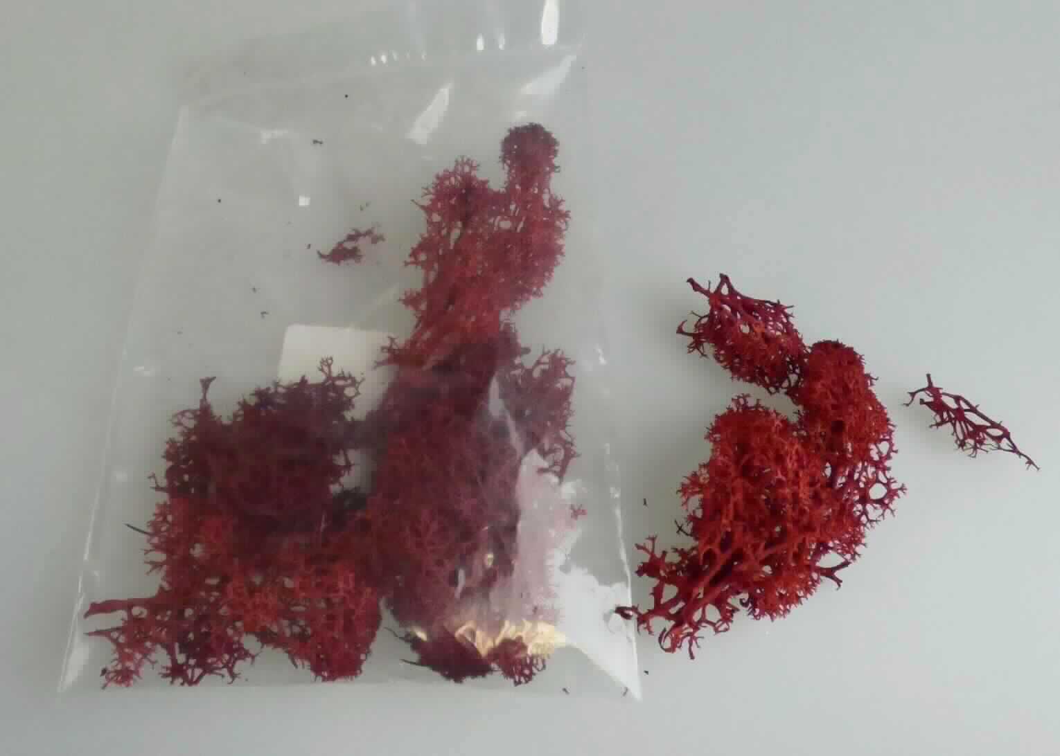 Rentierflechte
- getrocknete und gefärbte Rentierflechte (cladonia rangiferina),
- wird üblicherweise vom Blumenhandel zu Zierzwecken geliefert.
(Abbildung siehe Anlage)
  
"Flechte zu Binde- oder Zierzwecken, getrocknet, Rentierflechte"
