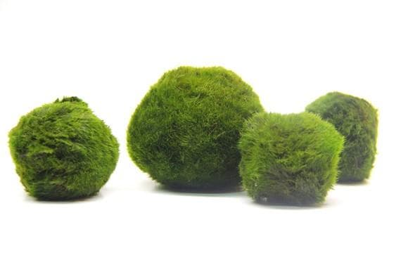 Nach den Antragsangaben sowie den vorgelegten Produktinformationen (Art. 364) handelt es sich um frische, lebende Algen der Art Aegagropila linnaei, in Kugelform gewachsen und mit einer samtigen Oberfläche.
Derartige Grünalgen dienen u. a. als Bepflanzung der Gestaltung von kleinen Aquarien und nicht der menschlichen Ernährung.

Zolltarifrechtlich handelt es sich um „Algen und Tange, frisch, andere als genießbar“.