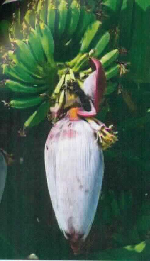 Bananenblüte

Ein Warenmuster lag nicht vor, jedoch wurden Angaben und Abbildungen zur Handelsware nachgereicht.
Dabei handelt es sich um eine geschlossene Blüte mit rötlich-braunen Blütenblättern; am Ansatz der Blüte sind kranzförmig zahlreiche, gelblich-weiße Blütenknospen angeordnet. Die Blüten werden nach der Ernte im frischen Zustand verpackt, wobei zum Verzehr nur die Blütenknospen geeignet sind, welche thermisch zubereitet, z. B. gekocht werden sollen. 
Die Abbildungen stimmt mit hier vorliegenden Beschreibungen und Abbildungen von Bananenblüten überein. 

Bananenblüten, auch "Bananenherzen" genannt, werden im südostasiatischen Raum als Gemüse verzehrt.

Gemüse, frisch oder gekühlt.