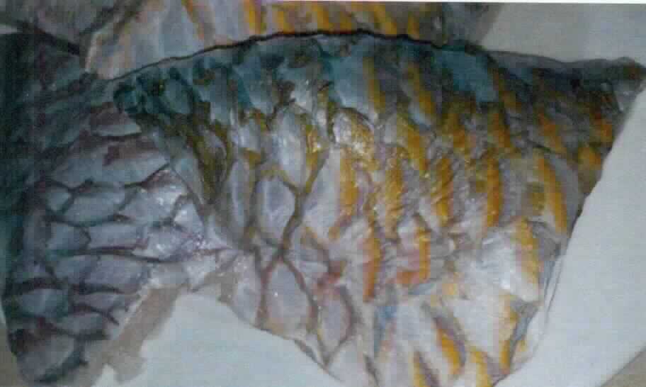Nach den Antragsangaben handelt es sich um rohe, glasierte, tiefgefrorene Filets von Fischen der Art Scarus ghobban (Papageifisch) mit Haut, mit zugesetztem Wasser (Zutaten: Papageifisch, Wasser, Salz, Stabilisatoren: E330, E332i; Gewicht: 170 - 230 g pro Stück).
Die Fischfilets sind in Polyethylenbeuteln mit Umkartons verpackt (Gesamtgewicht inkl. Glasur: 1000 g, Abtropfgewicht: 750 g).

Zolltarifrechtlich handelt es sich um "Fischfilets, gefroren, andere als in den Unterpositionen (KN) 0304 6100 bis 0304 8960 genannt, von Fischen der Art Scarus ghobban (Papageifisch)"