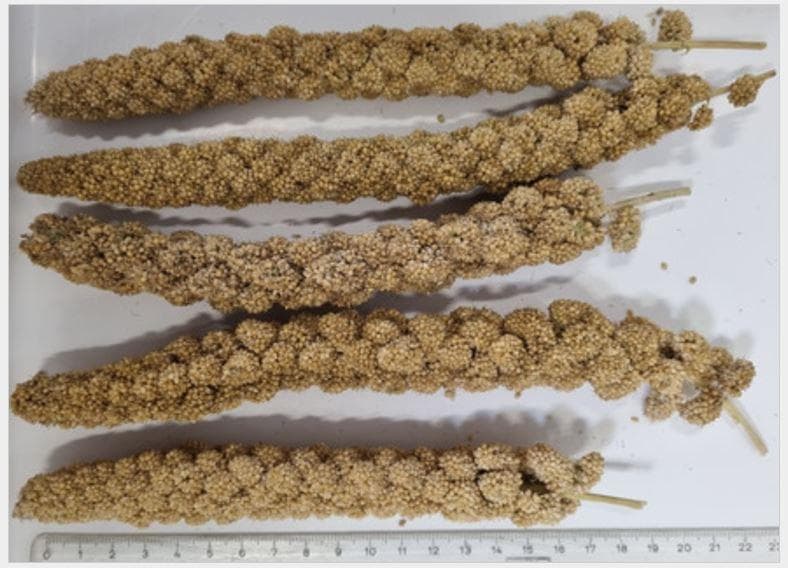 Antragsangaben: Naturhirse, Kolbenhirse beigegelb (Millet-Hirse) und Kolbenhirse rot (rispenförmig, volle Rispen), natürliches Einzelfutter für Sittiche, Kanarien und andere Ziervögel; Bulkware.

Getreide, Hirse, nicht zur Aussaat.