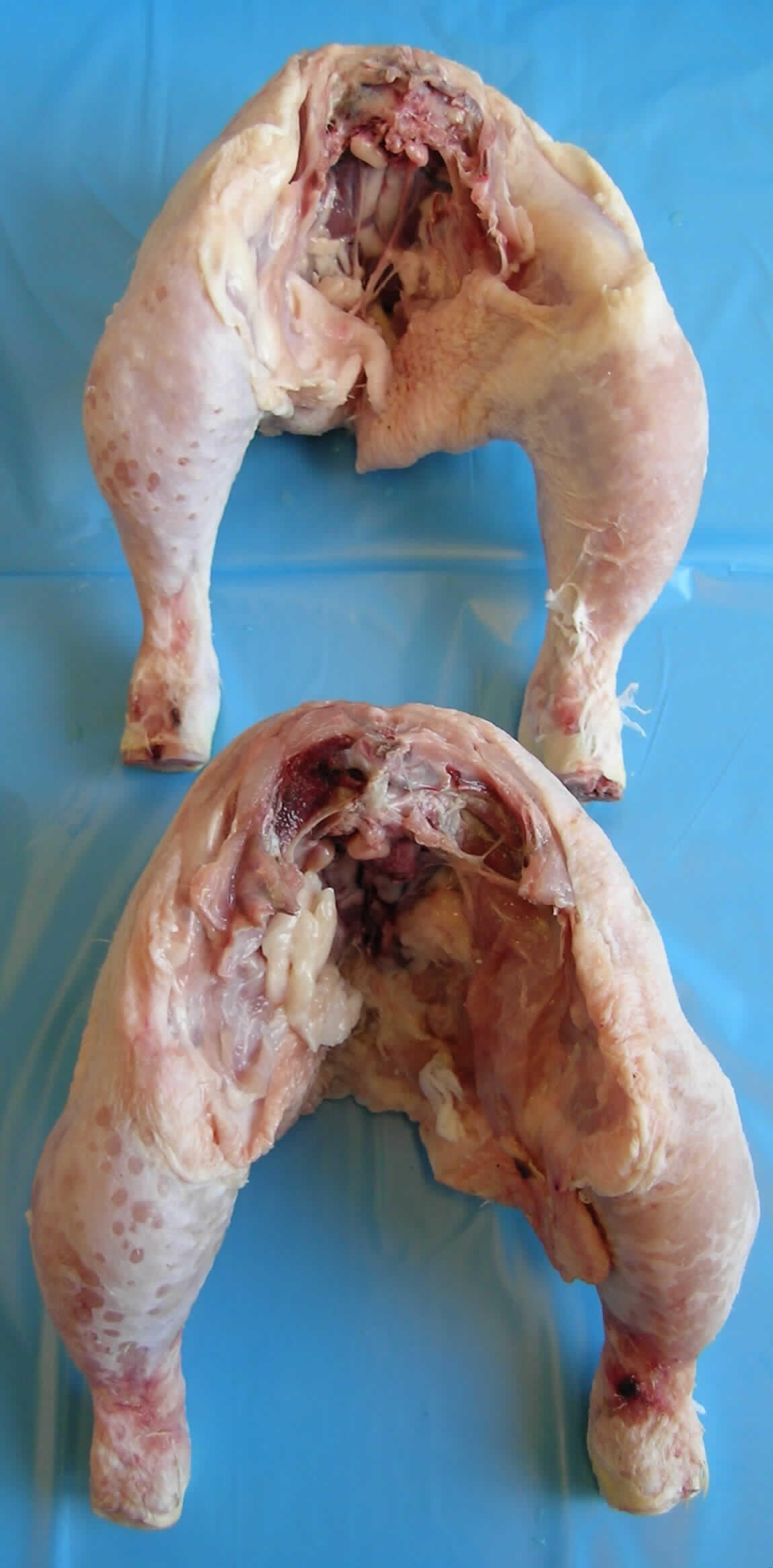 1 Karton (ca. 15 kg) mit 20 gefrorenen Hühnerteilen, die im Handel als "Hühnersattel" bezeichnet werden. Es handelt sich im Einzelnen um die hinteren Hälften von Hühnern, die durch den geraden Querschnitt des Rückgrats hinter der Brust geschnitten sind und somit aus den beiden Hintervierteln, über dem Rücken zusammenhängend, bestehen.
Die Schlachtkörper sind gerupft und von allen Innereien befreit; die Schenkelknochen sind nicht verknöchert.

Eine Ausfuhrerstattung ist für derartig geschnittene Hühnerteile nicht vorgesehen, da sie keiner Definition der MO-Warenliste in Verbindung mit der Zusätzlichen Anmerkung 4 zu Kapitel 2 des EZT entsprechen.