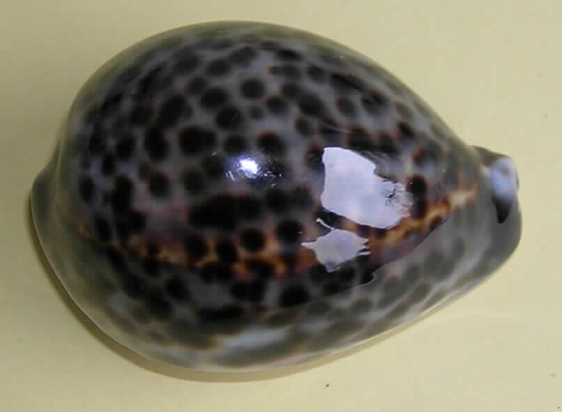 Bei der als Tigermuschel bezeichneten Ware handelt es sich um ein etwa 8 cm großes, eiförmiges Gehäuse einer Tigerschnecke (Cypraea tigris), die zur Gruppe der Porzellanschnecken gehört. Das Gehäuse ist lediglich gereinigt und nicht weiter bearbeitet.