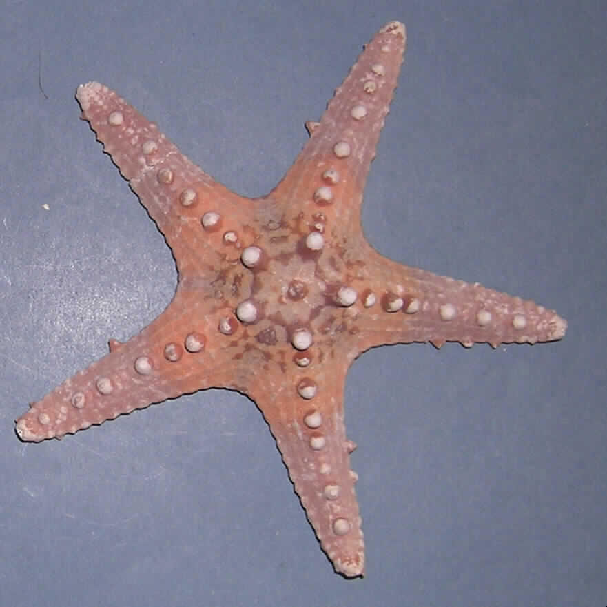 Nach den Antragsangaben und der vorgelegten Warenprobe handelt es sich um einen "Seestern Natur" der Art Protoreaster nodosus, Durchmesser ca. 13 cm, hellbraun, zur Dekoration bestimmt. Der Seestern ist mit einem Etikett versehen und in einem durchsichtigen Folienbeutel eingeschweißt.