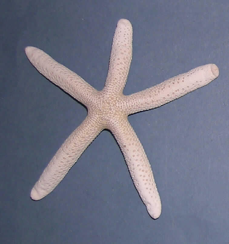 Nach den Antragsangaben und der vorgelegten Warenprobe handelt es sich um einen "Seestern Natur", Durchmesser ca. 13 cm, creme/weiß mit poriger Oberfläche, zur Dekoration bestimmt. Der Seestern ist mit einem Etikett versehen und in einem durchsichtigen Folienbeutel eingeschweißt.