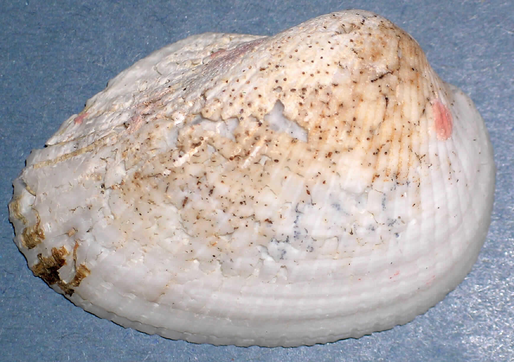 Etwa 5 x 3 cm große Muschelschale von gewöhnlicher Form und Farbgestaltung. Die Schale ist über eine einfache Reinigung hinaus nicht weiter bearbeitet.