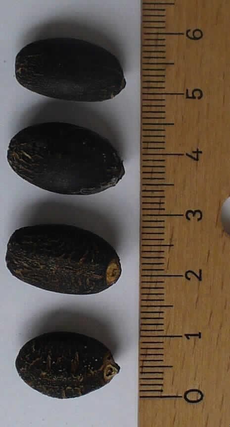 Nach den Angaben der Antragstellerin und der vorgelegten Warenprobe handelt es sich um ganze, getrocknete Samen der Jatropha-Pflanze (botanische Bezeichnung Jatropha curcas). 

Circa 2 cm lange und circa 1 cm dicke schwarzen Samen, die auf der Rückseite gewölbt sind und an der Bauchseite eine längliche Verwachsungslinie haben. Die Schale der Samen ist mit feinen, gelben Streifen durchzogen und an einem Ende befindet sich ein beiger Fleck. Unter der Samenschale befindet sich ein weißlich-beiges Endosperm.

Bei den Samen der Jatropha-Pflanze handelt es sich auf Grund des hohen Anteils an fetten Ölen zolltariflich um ölhaltige Samen. Sie sollen nach den Antragsangaben zu Pflanzenöl als Biokraftstoff und zu Pellets als Biobrennstoff verarbeitet werden.

Die Samen sind - im Hinblick auf die Richtlinie 2002 /57/EG des Rates vom 13. Juni 2002 über den Verkehr mit Saatgut von Öl- und Faserpflanzen - nicht zur Aussaat bestimmt.

Eine Einreihung als genießbare Samen in das Kapitel 08 scheidet auf Grund der toxischen Inhaltsstoffe der Samen aus.