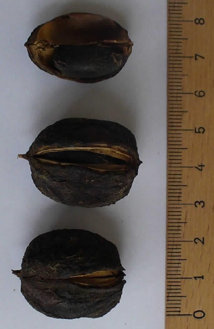 Nach den Angaben der Antragstellerin und der vorgelegten Warenprobe handelt es sich um ganze, getrocknete Früchte der Jatropha-Pflanze (botanische Bezeichnung Jatropha curcas). 

Die Kapselfrüchte sind circa 3 cm lang, circa 2 cm breit und von schwarzbrauner Farbe. Sie enthalten im Inneren in 3 Kammern je einen circa 2 cm langen und circa 1 cm dicken schwarzen Samen. Die Samen sind auf der Rückseite gewölbt und haben an der Bauchseite eine längliche Verwachsungslinie. Die Schale der Samen ist mit feinen, gelben Streifen durchzogen und an einem Ende befindet sich ein beiger Fleck. Unter der Samenschale befindet sich ein weißlich-beiges Endosperm.

Bei den Früchten der Jatropha-Pflanze handelt es sich auf Grund des hohen Anteils an fetten Ölen in den Samen zolltariflich um ölhaltige Früchte. Sie sollen nach den Antragsangaben zu Pflanzenöl als Biokraftstoff und zu Pellets als Biobrennstoff verarbeitet werden.

Die Früchte sind - im Hinblick auf die Richtlinie 2002 /57/EG des Rates vom 13. Juni 2002 über den Verkehr mit Saatgut von Öl- und Faserpflanzen - nicht zur Aussaat bestimmt.

Eine Einreihung als genießbare Früchte in das Kapitel 08 scheidet auf Grund der toxischen Inhaltsstoffe der Früchte aus.