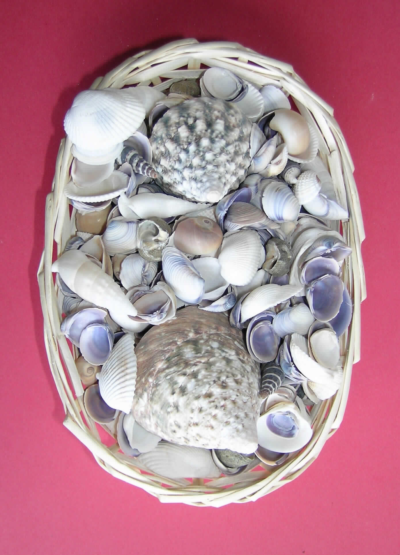 Schalen von Weichtieren, hier von Muscheln und Schnecken, gereinigt, jedoch nicht weiter bearbeitet. Die Schalen sind in flache, geflochtene Körbe eingelegt. Diese befüllten Körbe sind jeweils in durchsichtiger Folie eingeschweißt.