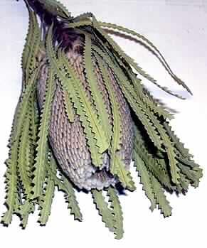 "Banksia hookerana",

- in Form eines getrockneten, verholzten Zweiges mit schmalen, lanzettartigen, 
  gezähnten, ca. 17 cm langen Blättern,
- mit einem zapfenartigen, ca. 12 cm langen Blütenstand (Durchmesser ca. 4 cm), 
  bestehend aus unzähligen schlanken Blüten, 
- zu Binde- oder Zierzwecken,
- nicht zur Herstellung von Potpourris bestimmt.
(Abbildung siehe Anlage)

"Banksia-Blüte, geschnitten, getrocknet, zu Binde- oder Zierzwecken, nicht zur Verwendung 
beim Herstellen von Potpourris der UPos 3307 4900 bestimmt"