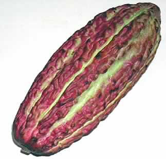 Kakaofrucht (Theobroma cacao) unreif, frisch,
- gurkenartige, ca. 23 cm lange Frucht mit grüner Grundfarbe und rotem bis rotbraunem 
  Farbeinschlag auf den hervorstehenden längsverlaufenden Rippen, 
- mit einem Gewicht von ca. 790 g,
- Fruchtfleisch der reifen Frucht ist genießbar (lt. Literatur).
(Abbildung siehe Anlage)

"Andere als in den Positionen 0801 bis 0809 (und in den Unterpositionen 0810 10 bis 0810 
 9095 600) genannte, genießbare, frische Früchte - Kakaofrucht (Theobroma cacao)"