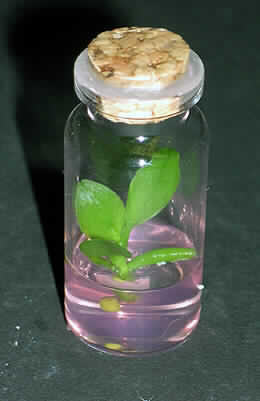 "Mini-Pflanze im Glas",
- Orchideen-Bulbe der Gattung Phalaenopsis, im Wachstum (Zimmerpflanze), auf Nährgel 
  gepflanzt,
- in einem einfachen, verschlossen Glasbehälter (Maße: Durchmesser 20 mm x 
  Höhe 50 mm).

"Bulben im Wachstum, Orchidee "Moth Orchid", in Glasbehälter gepflanzt"