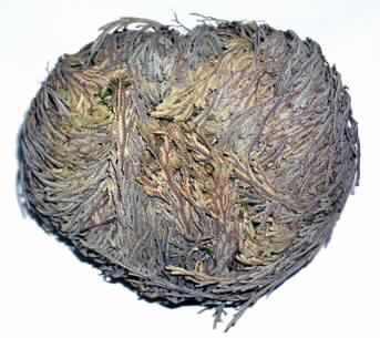 Lebende Pflanze,
- bewurzelte, ballartig zusammengerollte Pflanze der Gattung Selaginella lepidophylla, von
  bräunlicher Farbe, im Trockenzustand,
- nach Bewässern breitet sich die Pflanze rosettenartig aus und wird grün,
- für einen Temperaturbereich von ca. 18 Grad C (Zimmerpflanze).

"Andere als in der Position 0601 und in den Unterpositionen 0602 1010 bis 0602 9099
 genannte lebende Pflanze (Zimmerpflanze); sog. Rose von Jericho (Selaginella lepidophylla)"