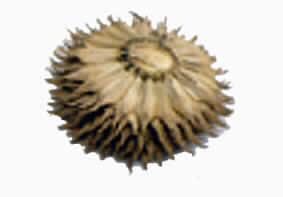 "Strohblume",
- runder, zugeschnittener und getrockneter Blütenkopf einer Strohblume,
- 25 Stück in einer klarsichtigen Kunststoffverpackung (lt. Antragsteller),
- zu Binde- oder Zierzwecken geeignet und bestimmt.

"Blüten zu Binde- oder Zierzwecken, geschnitten und getrocknet, nicht zur Verwendung beim Herstellen von Potpourri der Unterposition 3307 49 00; sog. Strohblume"