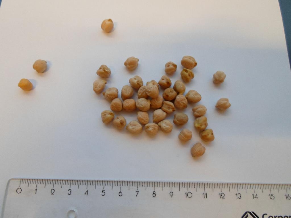 Varen fremstår som tørrede kikærter i forskellige gul-brune nuancer. De er som hovedregel omkring 1 cm i diameter. Det er oplyst, at det kun er kikærter i varen. 

Det er oplyst, at der ikke er sket yderligere forarbejdning end sortering og emballering. 

Det er lagt til grund for tarifering, at der er tale om kikærter af slægten Cicer.
