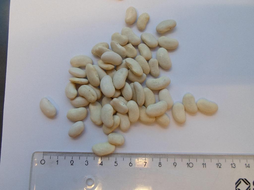 Varen fremstår som tørrede, aflange bønner i forskellige hvidlige nuancer. De er som hovedregel omkring 1,5 cm lange. Det er oplyst, at det kun er hvide bønner i varen, og at der er tale om sorten Phaseolous vulgaris. 

Det er oplyst, at der ikke er sket yderligere forarbejdning end sortering og emballering.