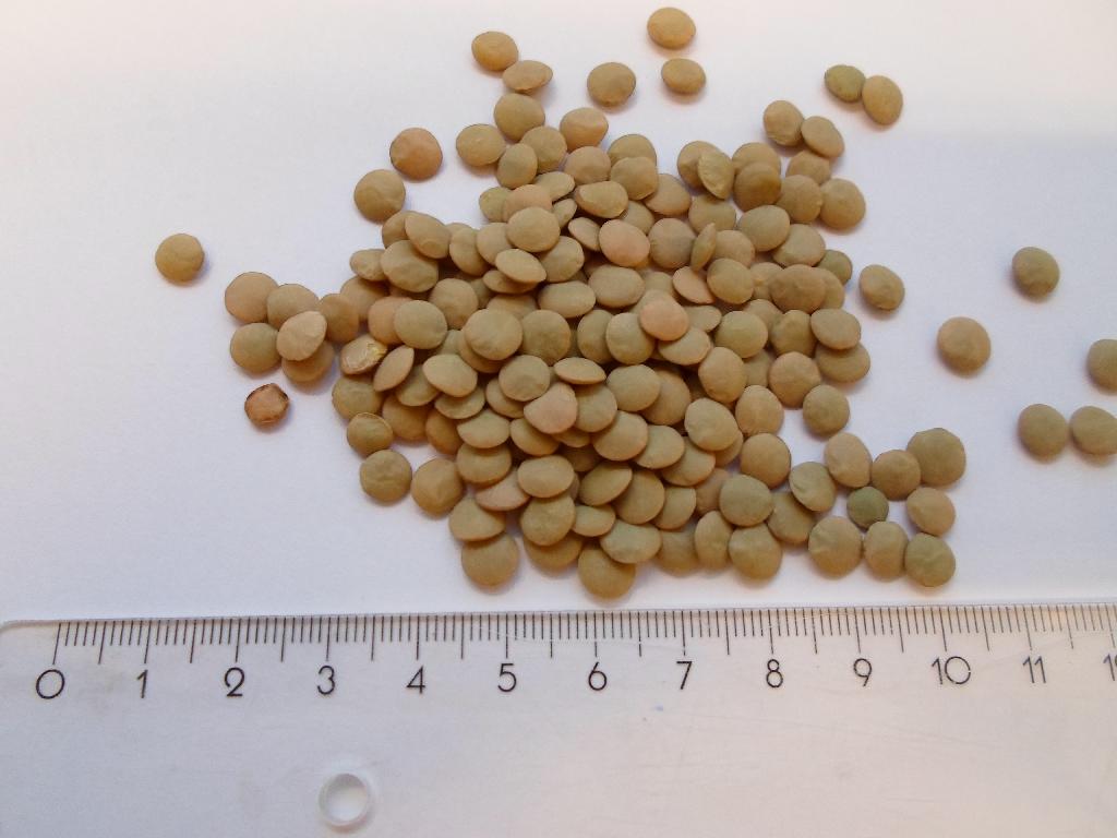 Varen fremstår som tørrede, flade linser i forskellige grønlige nuancer. De er som hovedregel omkring 5 mm i diameter. Det er oplyst, at det kun er grønne linser i varen og at der er tale om sorten Lens culinaris. 

Det er oplyst, at der ikke er sket yderligere forarbejdning end sortering og emballering.