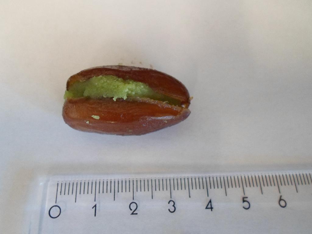 Det er oplyst, at varen består af:
•69,00 % tørrede dadler
•31,00 % marcipan med pistacie (14,3 % sukker, 7,7 % mandler, 5,9 % vand, 2,2 % abrikoskerner, 0,6 % aroma, 0,2 % glukosesirup (majs), 0,1 % E202 (konserveringsmiddel), 0,1 % antioxidant, E330 (citronsyre), E141 farvestof, E100 farvestof).

Varen er hele dadler, der er opskåret, udstenet og fyldt med pistaciemarcipan. Varen foreligger i detailsalgspakninger (nettovægt 1 kg og derunder).