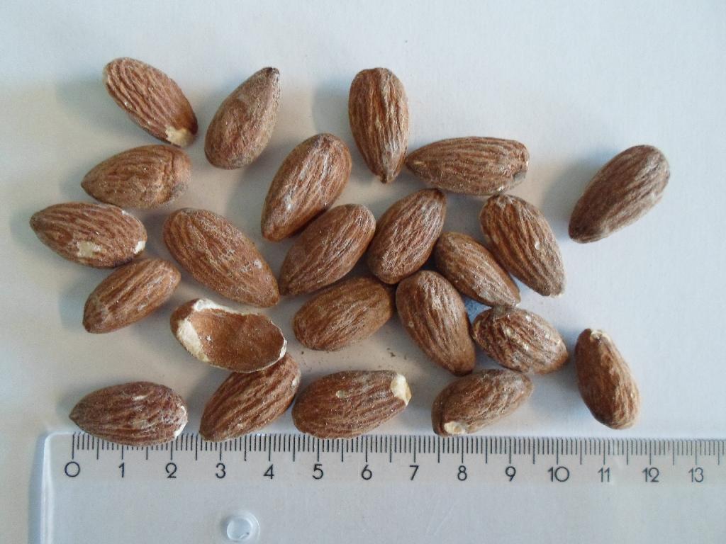 Varen fremstår som mandler ca. 2-2,5 cm lange. Mandlerne har stadig den brune hinde, og har en belægning af salt. Mandlerne smager saltet og ristet.

 Varen foreligger i pakninger af nettovægt 1 kg og derunder.

Der er ikke foretaget analyse af varen.