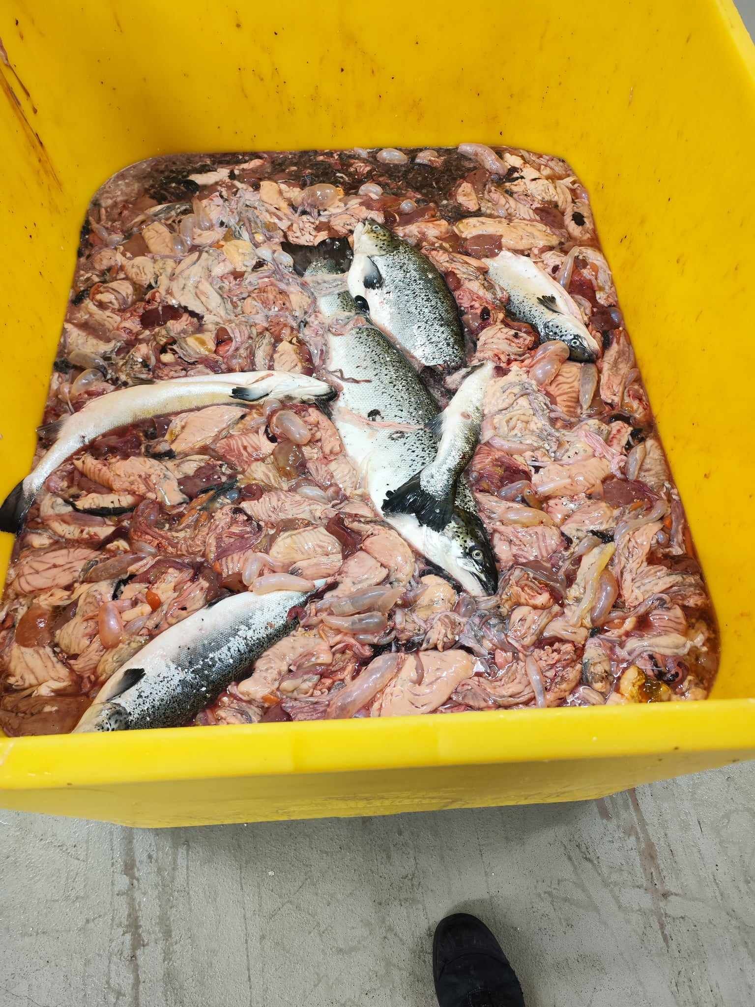 Varen er en sammenblanding af maveindhold fra fisk og hele fisk.
Det er oplyst, at varen udelukkende anvendes til biogas og er omfattet af kategori 2 i biproduktforordningen 1069/2009 artikel 9.
Efter det oplyste er varen fra laks eller ørred.
Varen foreligger ved en temperatur på 0 ℃, håndteres i pakkerum med maksimalt 6 ℃ og har en TVB-N værdi på mindre end 40 milligram N/100g. 

Det er oplyst at fisken er frisk, men der er risiko for listeria bakterier.