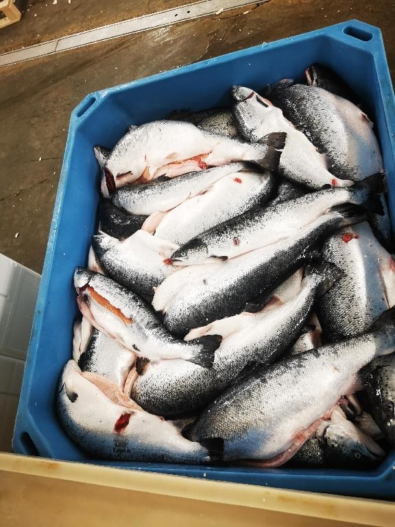 Varen består af opsprættet fisk uden maveindhold. Fisken har synlige kosmetiske skader.
Det er oplyst, at varen skal anvendes til dyrefoder eller biogas og indføres under kategori 3 i biproduktforordningen 1069/2009 artikel 10.
Varen er efter det oplyste ørred, som er ødelagt enten under udtagning af maveindhold eller ved at blive klemt.
Efter det oplyste, foreligger varen ved en temperatur på 0 °C, håndteres i pakkerum ved maksimalt 6 °C, og har en TVB-N værdi på mindre end 40 milligram N/100g.

Det er også oplyst, at fisken inklusiv hoved vejer over 1,2 kg.