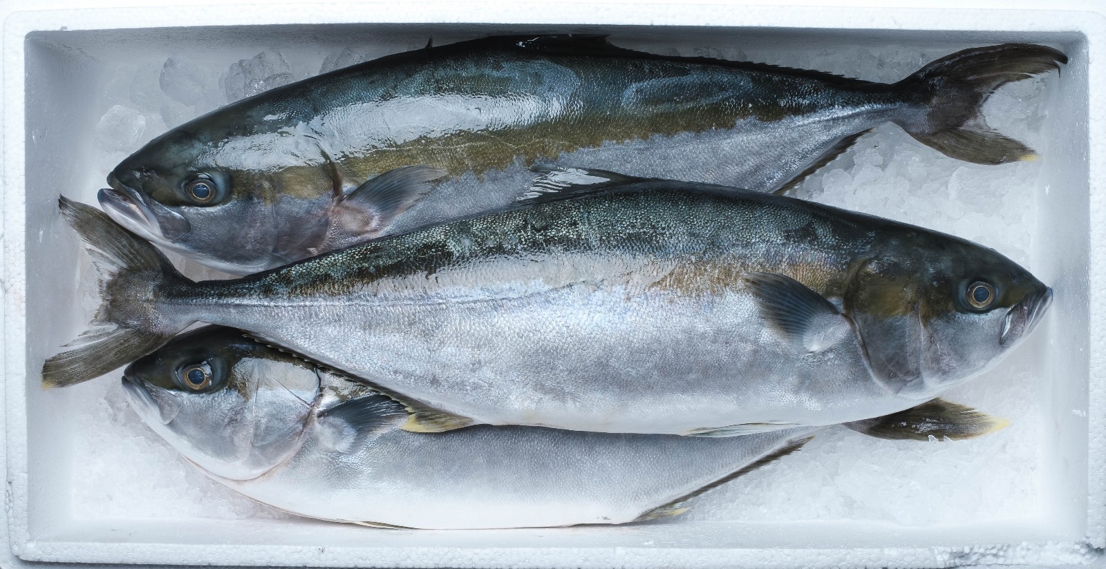 Varen er fisk af arten Seriola Lalandi (Yellowtail Kingfish) i familien Carangidae.

Fisken er torpedoformet med gule finner og en længdegående gul stribe. 

Fiskene er enten hele (WR - Whole Round) eller med indvolde fjernet (HOG – Head On Gutted).

Fiskene har en vægt fra 1 kg og op.
Fiskene anvendes til konsum.
Fiskene kommer i styrofoam-kasser med knust is i bunden.

Det er oplyst, at fiskene foreligger kølet ved en temperatur på 0 – 2 grader celsius.