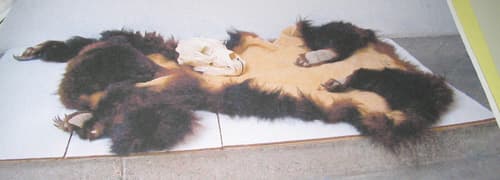 Piel entera sin depilar y sin la cabeza, con las patas y garras de un oso pardo, curtida