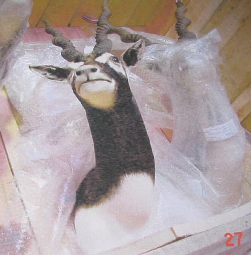 Antílope negro disecado con la taxidermina completa "de pecho" (cabeza, cuello y parte del pecho). Trofeo de caza