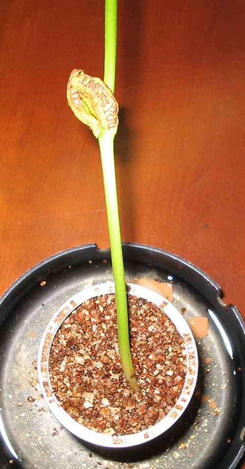 Semilla de soja que se presenta dentro de una lata metálica que tambien contiene un mineral. Debe ser regada para que germine y crezca una planta que contendrá en sus hojas un mensaje del tipo "buena suerte", "feliz cumpleaños" etc.