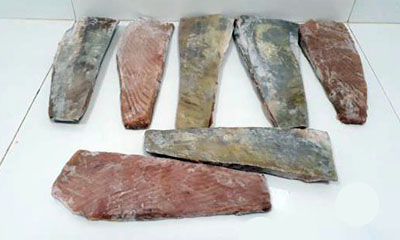 Piezas de lomos de atún bigeye (Thunnus Obesus) crudas, congeladas y sin piel.
Se usa para la alimentación humana.
Ventresca de atún
Se trata de piezas de carne de pescado, extraídas paralelamente a la espina dorsal, de las que se ha separado la cabeza, vísceras, espinas y aletas.