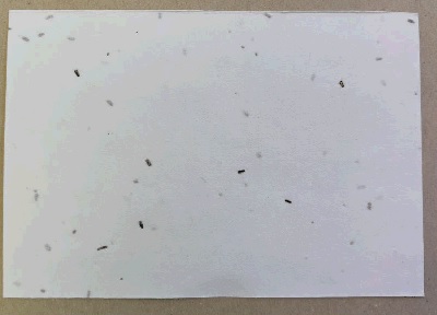 Hoja de papel hecha a mano obtenido de las fibras de algodón desechadas del proceso industrial.  Se incluyen semillas de flores, plantas aromáticas, hortalizas, etc.  Después se procede a la elaboración de la hoja, de una en una. Para acabar se procede a un secado rápido que garantiza una buena germinación de las semillas y se le aplica un prensado en frío. Tiene unas medidas de 10,3 X 14,6cm y los pesos estándar de fabricación son 140 y 225 grs.
Tras el uso como tarjeta, permite la plantación en maceta con tierra.
Se utiliza para sobres, cartas, etiquetas, posavasos, invitaciones, marcapáginas, embalaje etc.