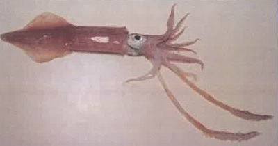 Calamar congelado de la especie Loligo pealei.  También conocido bajo el sinónimo de Doryteuthis Pealei.
Se utiliza para la alimentación humana.
Se presenta en bloques congelados